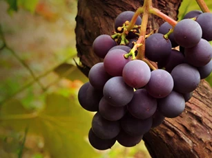 Chống oxi hóa, ngăn ngừa ung thư với quả nho