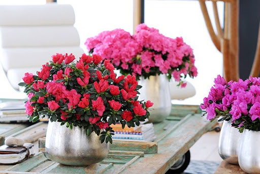 7 loại hoa mà mẹ bầu cần tránh càng xa càng tốt trong suốt quá trình mang bầu