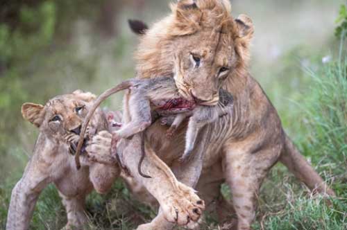 Hãi hùng cảnh mẹ con khỉ bỏ mạng dưới nanh vuốt sư tử