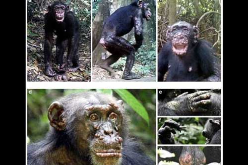 Xuất hiện tinh tinh vẻ ngoài biến dị: Hé lộ sự thật!