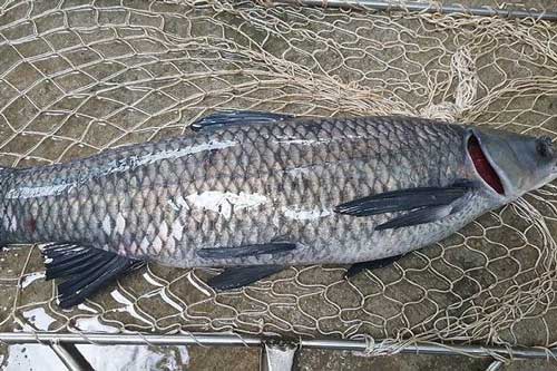 Mách chị em cách phân biệt các loại cá phổ biến nhất và cách chọn mua cá tươi