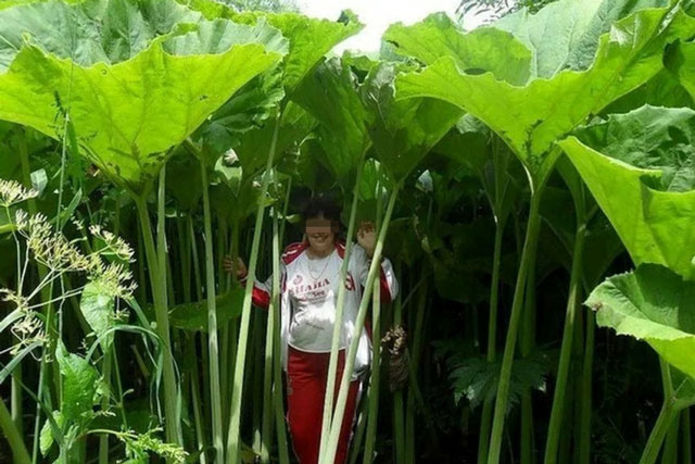 Vùng đất kỳ lạ mọc toàn cây khổng lồ