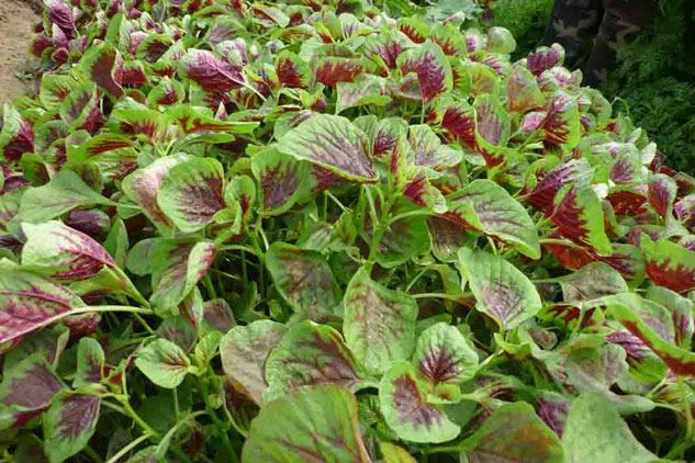 Bổ sung canxi khi mang thai với rau dền