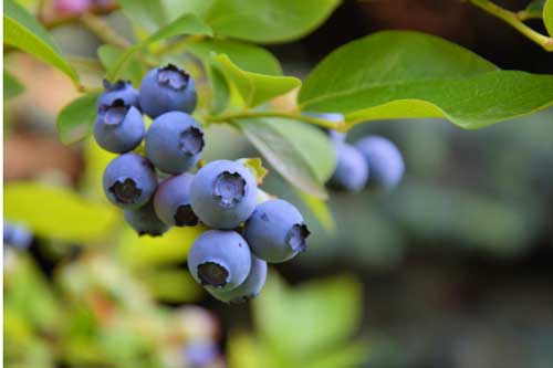 3 loại quả có lượng đường thấp, muốn kiểm soát đường huyết hãy thường xuyên bổ sung, người bị tiểu đường càng nên lưu ý