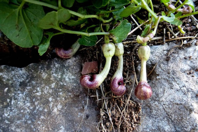 Loài hoa biết giả mùi côn trùng chết để thu hút ruồi đến thụ phấn