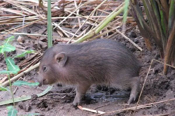 Kỳ lạ loại lợn nhỏ nhất thế giới tưởng chừng đã tuyệt chủng