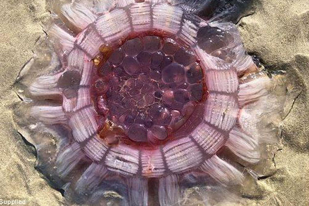 Chạm trán "đĩa bay đỏ", ông bố vội bế con chạy ngay khi thấy nó động đậy