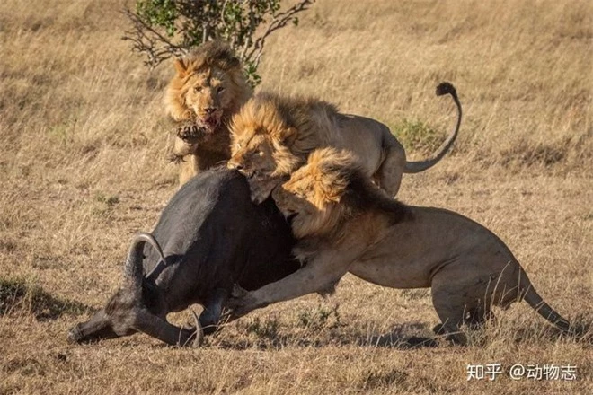 So sánh hành vi săn mồi của sư tử, hổ và báo đốm cho thấy sự khác biệt về giải phẫu của ba loài mèo lớn! - Ảnh 2.
