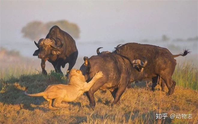 So sánh hành vi săn mồi của sư tử, hổ và báo đốm cho thấy sự khác biệt về giải phẫu của ba loài mèo lớn! - Ảnh 6.