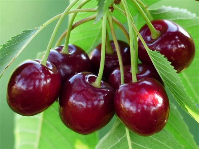 Cherry không chỉ rất thơm ngon mà còn có thể phòng bệnh tim mạch và tăng huyết áp