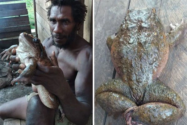Phát hiện loài ếch khổng lồ 'to bằng em bé' ở Quần đảo Solomon.