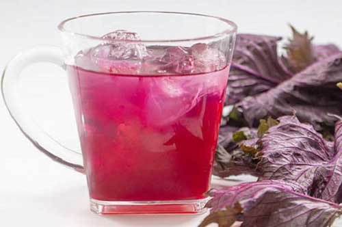 Mách bạn cách làm nước lá tía tô cực nhiều lợi ích cho sức khỏe