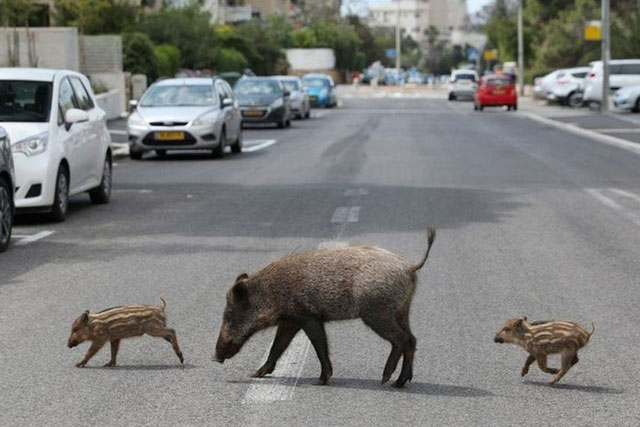 Kỳ lạ thành phố con người sống cùng với... lợn rừng