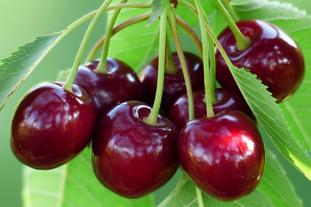 Vitamin và khoáng chất dồi dào từ quả anh đào cherry