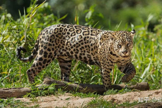 So sánh hành vi săn mồi của sư tử, hổ và báo đốm cho thấy sự khác biệt về giải phẫu của ba loài mèo lớn!