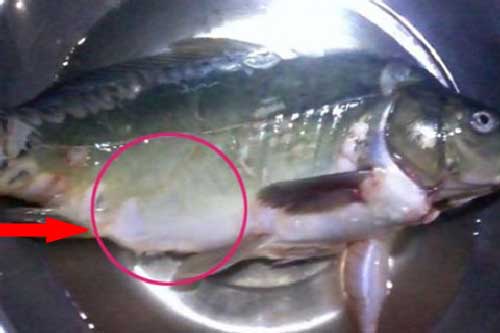 Mua con cá ngoài chợ, sờ bụng thấy có thứ kỳ lạ, người đàn ông đổi đời thành tỷ phú sau 1 đêm