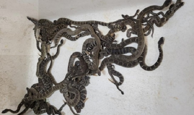 Gần 90 con rắn rủ nhau vào làm tổ trong nhà dân