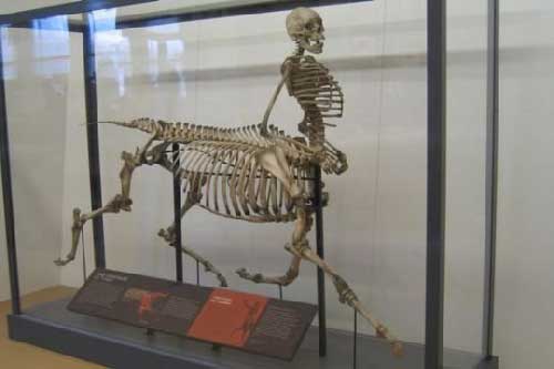 7 sinh vật nửa người nửa thú trong truyền thuyết liệu có tồn tại trong thực tế?