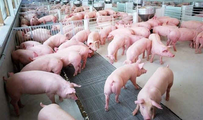 Giá lợn hơi lại “chạm đáy”: Giải pháp nào cho việc bình ổn giá thịt lợn?