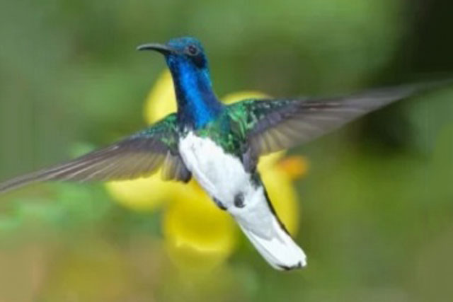 Chim cái 'từ bỏ giới tính' để tránh bị con đực tấn công