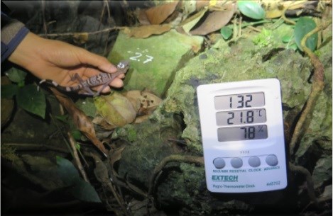 Nghiên cứu các giải pháp bảo tồn loài thạch sùng mí Cát Bà