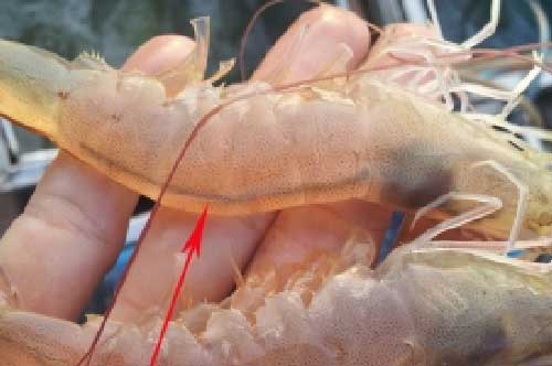 Đường chỉ đen trên lưng tôm bỏ thì mất công, giữ ăn sợ hại: Chỉ chị em lựa chọn sáng suốt