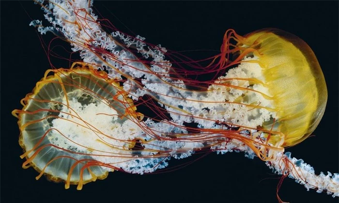 Vẻ đẹp của loài sứa độc chết người - Hình 1