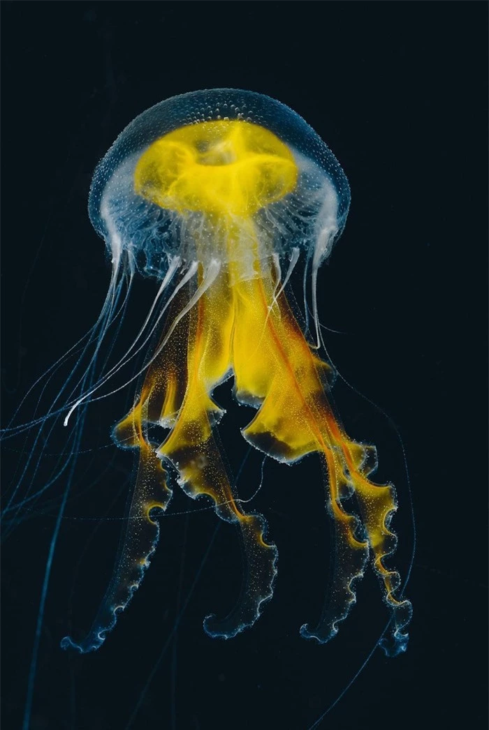 Vẻ đẹp của loài sứa độc chết người - Hình 2