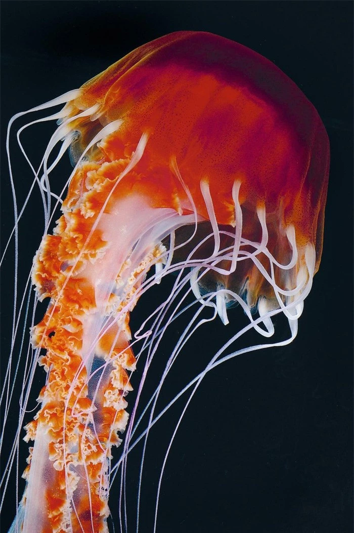 Vẻ đẹp của loài sứa độc chết người - Hình 3