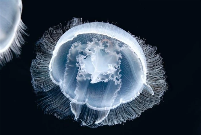 Vẻ đẹp của loài sứa độc chết người - Hình 4