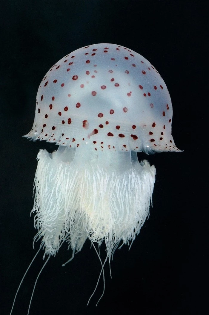 Vẻ đẹp của loài sứa độc chết người - Hình 5