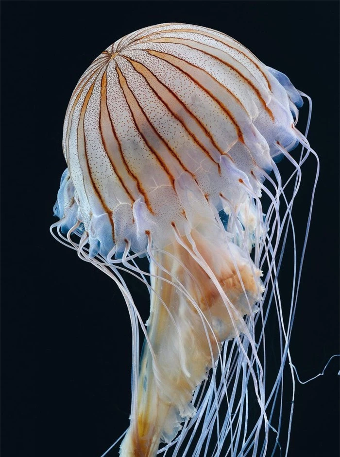 Vẻ đẹp của loài sứa độc chết người - Hình 6