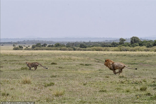 Liều cứu con, báo làm điều không tưởng với 'vua sư tử'