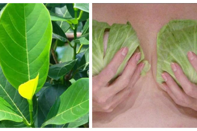 Mẹo dân gian giúp gọi sữa về nhanh, thơm, đặc cho mẹ mới sinh