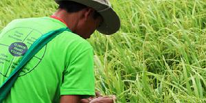 Tìm giải pháp ứng phó với các vấn đề cấp bách về biến đổi khí hậu, an ninh lương thực