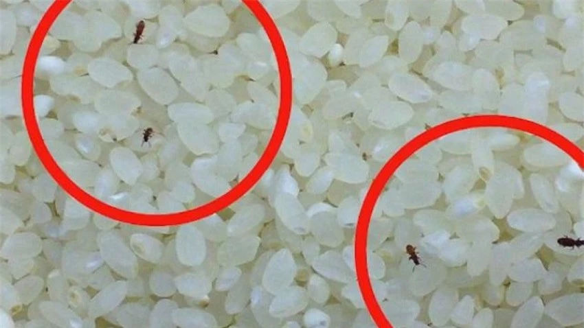Cách bảo quản gạo không bị mọt