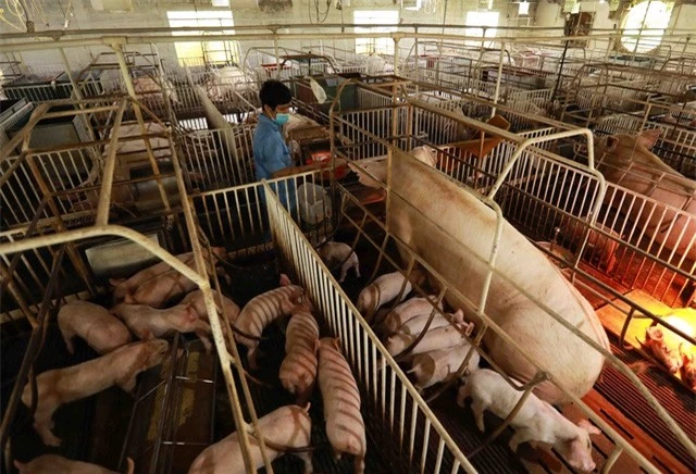 Giá lợn hơi tiếp đà tăng, thị trường thịt lợn dần “ấm” trở lại - Ảnh 1.
