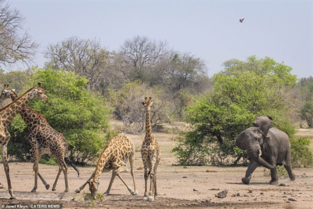 Voi nổi điên 'cân' cả bầy hươu cao cổ: Ai thắng?