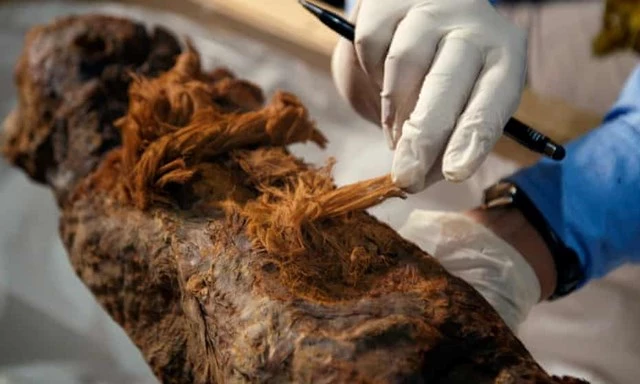 Một nhà khoa học giám định xác ướp nhà quý tộc Khuwy, được phát hiện vào năm 2019. Ảnh The Guardian.