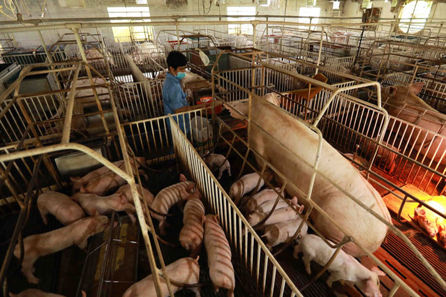 Giá lợn hơi tiếp đà tăng, thị trường thịt lợn dần “ấm” trở lại