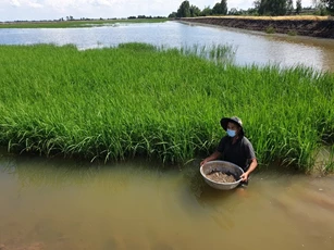 Đồng Tháp: Nuôi cá linh trên ruộng lúa thu hàng trăm triệu đồng