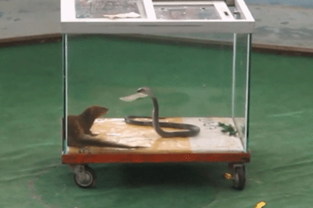 Cầy Mangut nhốt chung với loài rắn độc hơn cả hổ chúa và cạp nong: Kết cục sẽ ra sao?