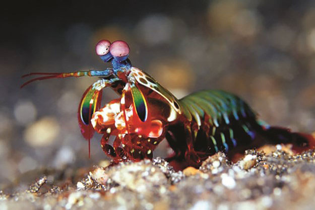 Bất ngờ về sức mạnh của loài tôm bọ ngựa