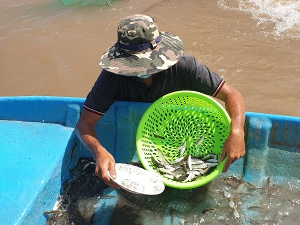 Nông dân thả tôm càng xanh vào ruộng lúa Nông dân thả tôm càng xanh vào ruộng lúa