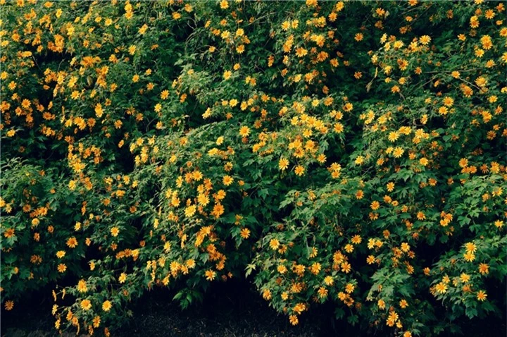 Đà Lạt rục rịch đón mùa hoa dã quỳ trên 4 cung đường vàng rực đẹp xuất sắc - 4