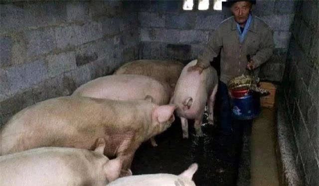 Lão nông liên tục bị mất lợn nhưng không thể tìm ra thủ phạm, kết luận của cảnh sát khiến ông lập tức chuyển nhà - Ảnh 1.