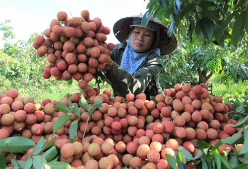 Quả vải không chỉ phòng chống ung thư mà còn giàu dinh dưỡng