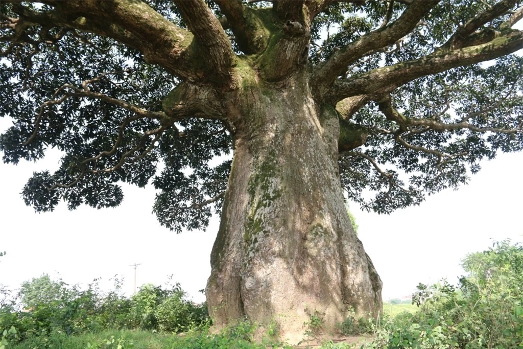 cay troi 1000 nam tuoi bau vat cua lang binh da