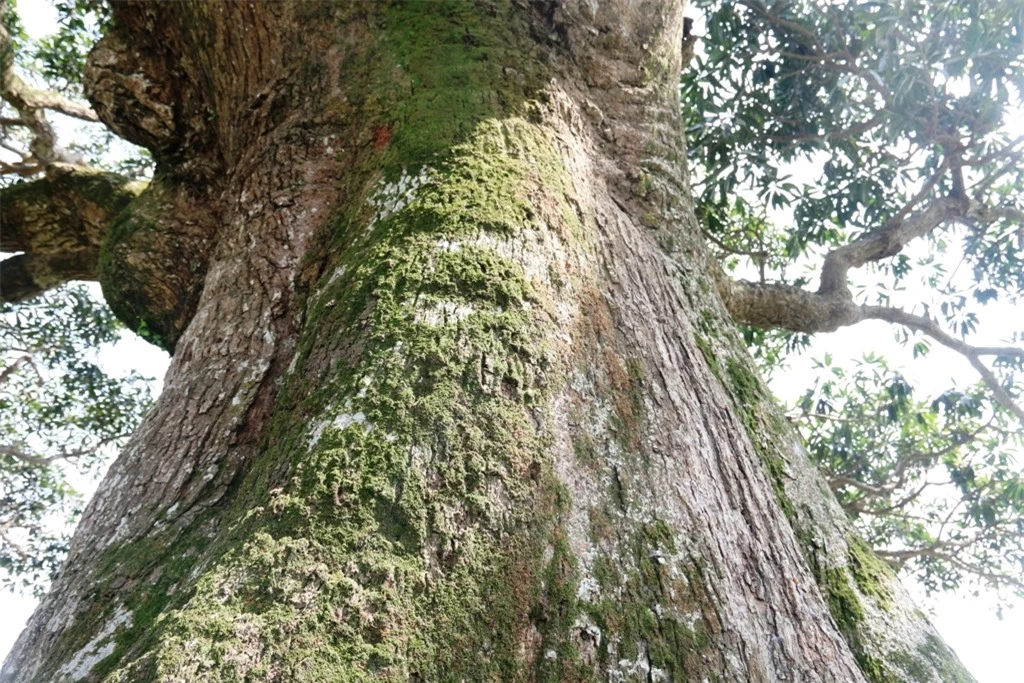 cay troi 1000 nam tuoi bau vat cua lang binh da