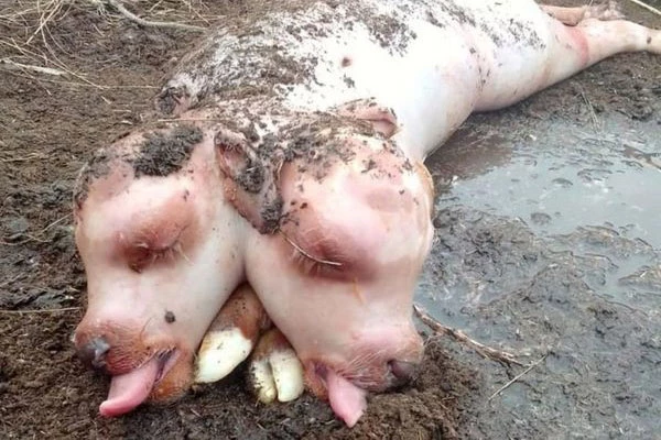 Con bê hai đầu sinh ra với cơ thể giống lợn.